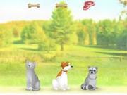 Dare Da Mangiare Agli Animali