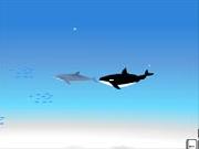 Delfino Inseguito Dall Orca