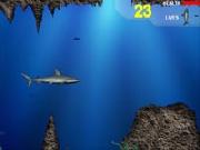 Lost Shark