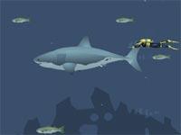 Mad Shark